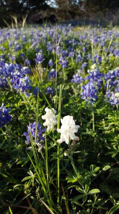 albino-bluebonnets